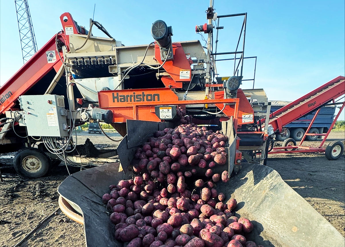 NoKota Packers red potatoes