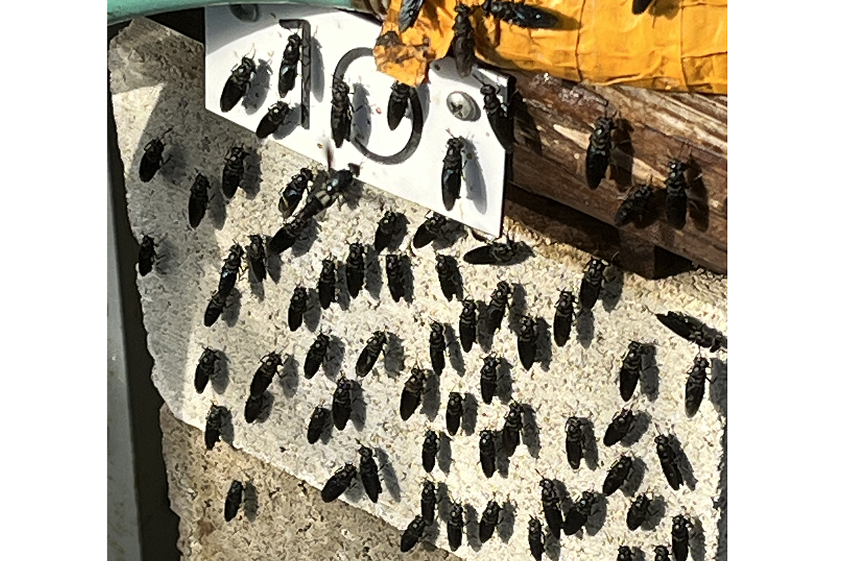 Black soldier fly adults sunning themselves on the walls of the greenhouse housing the bioreactor.png