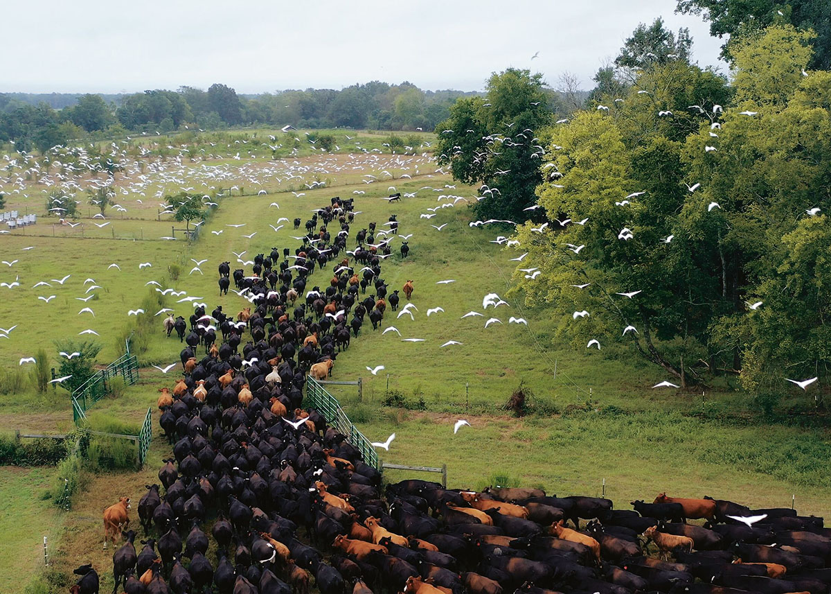 Web_Large-RegeneratingEarth_246_white_oak_pastures_00001_PR.jpg