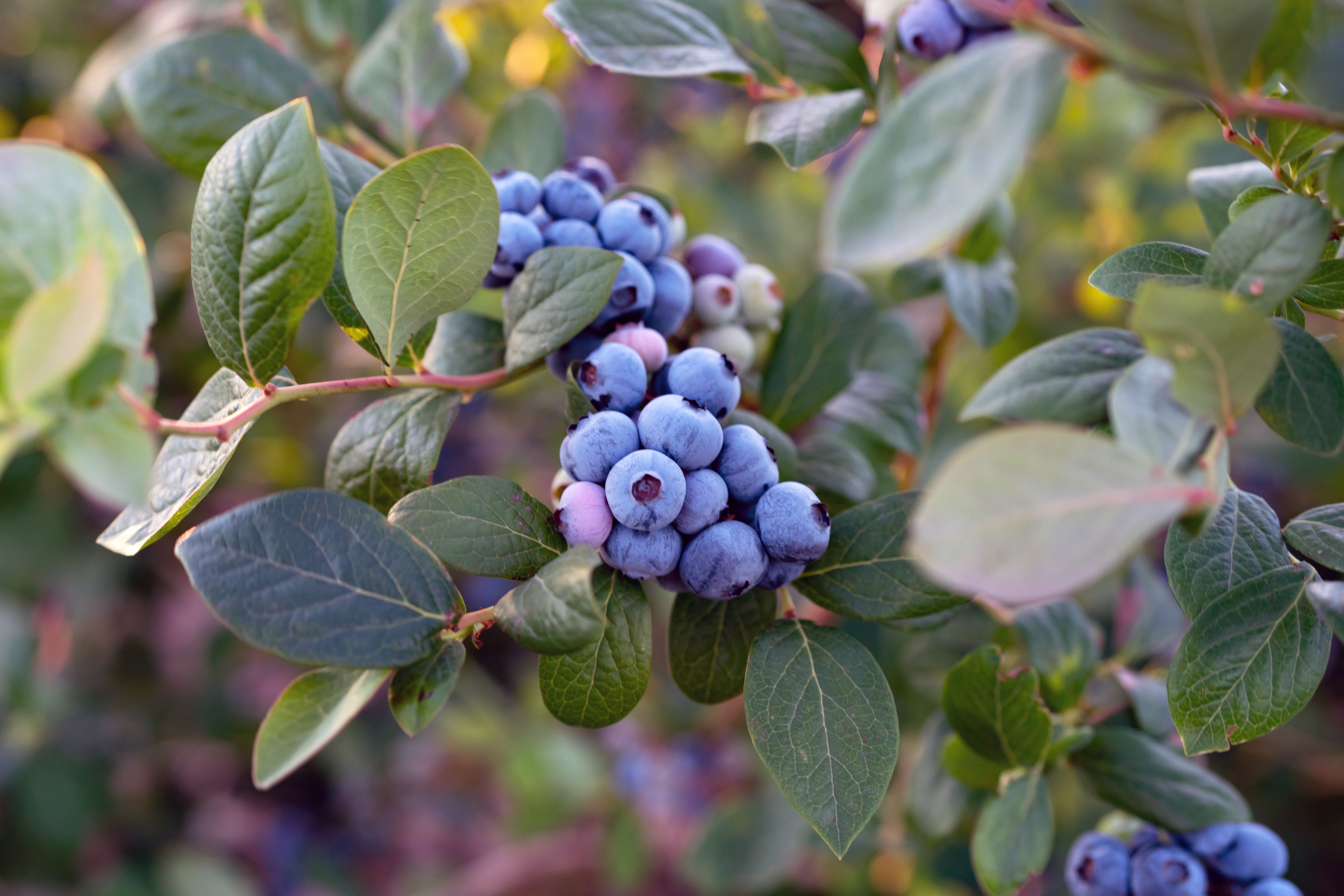 California Eyes Ample Supplies for Summer Fruit Promotions - Produce Market Guide