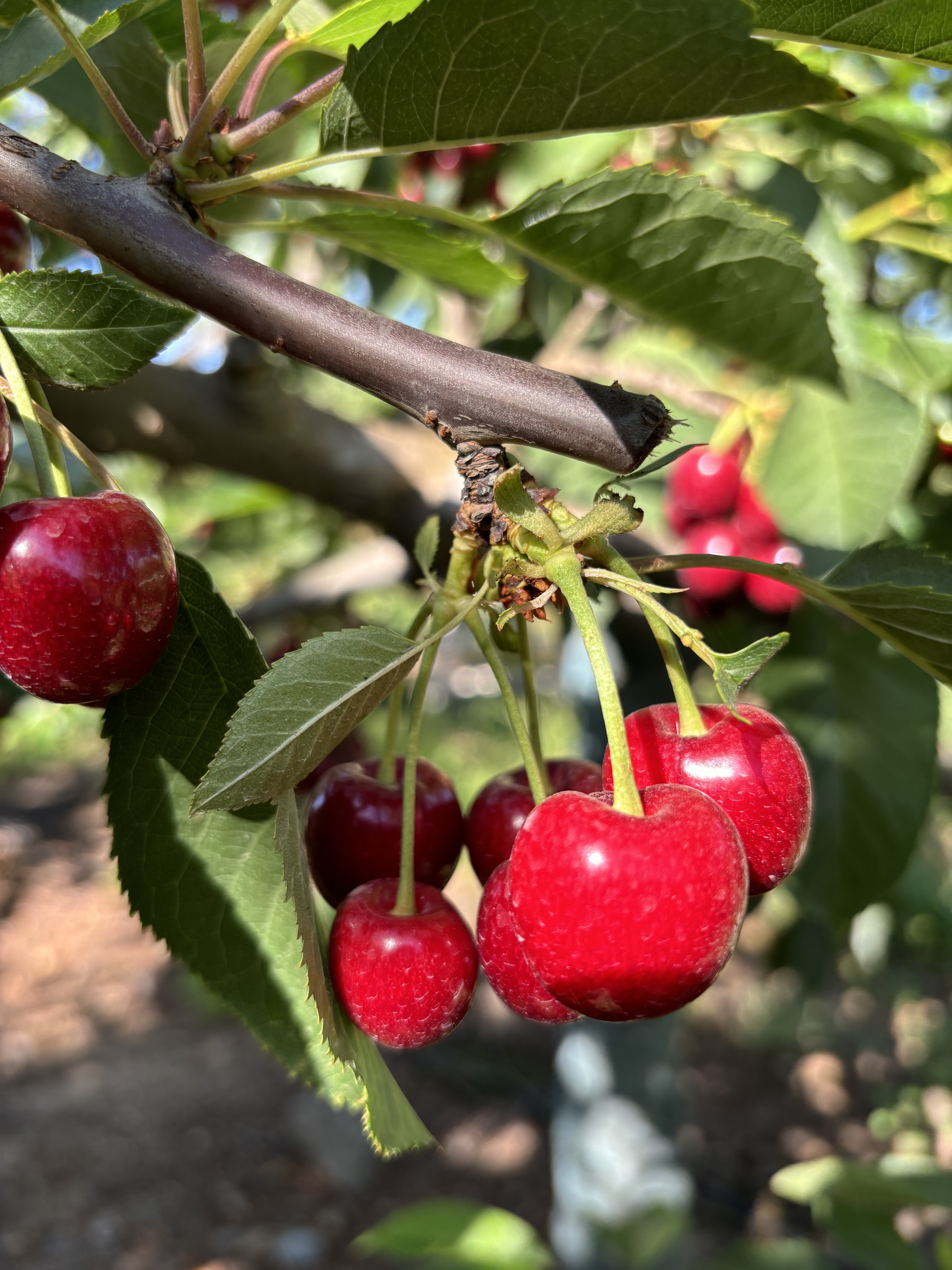 Fruit Exports from Chile Going Strong into Winter - Produce Market Guide