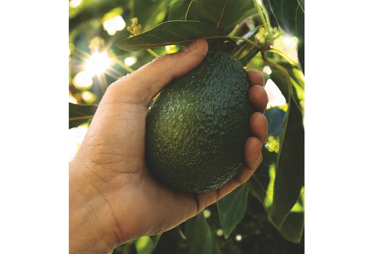 CAC Customizes Retail Programs to Move 330M Pounds of California Avocados - Produce Market Guide