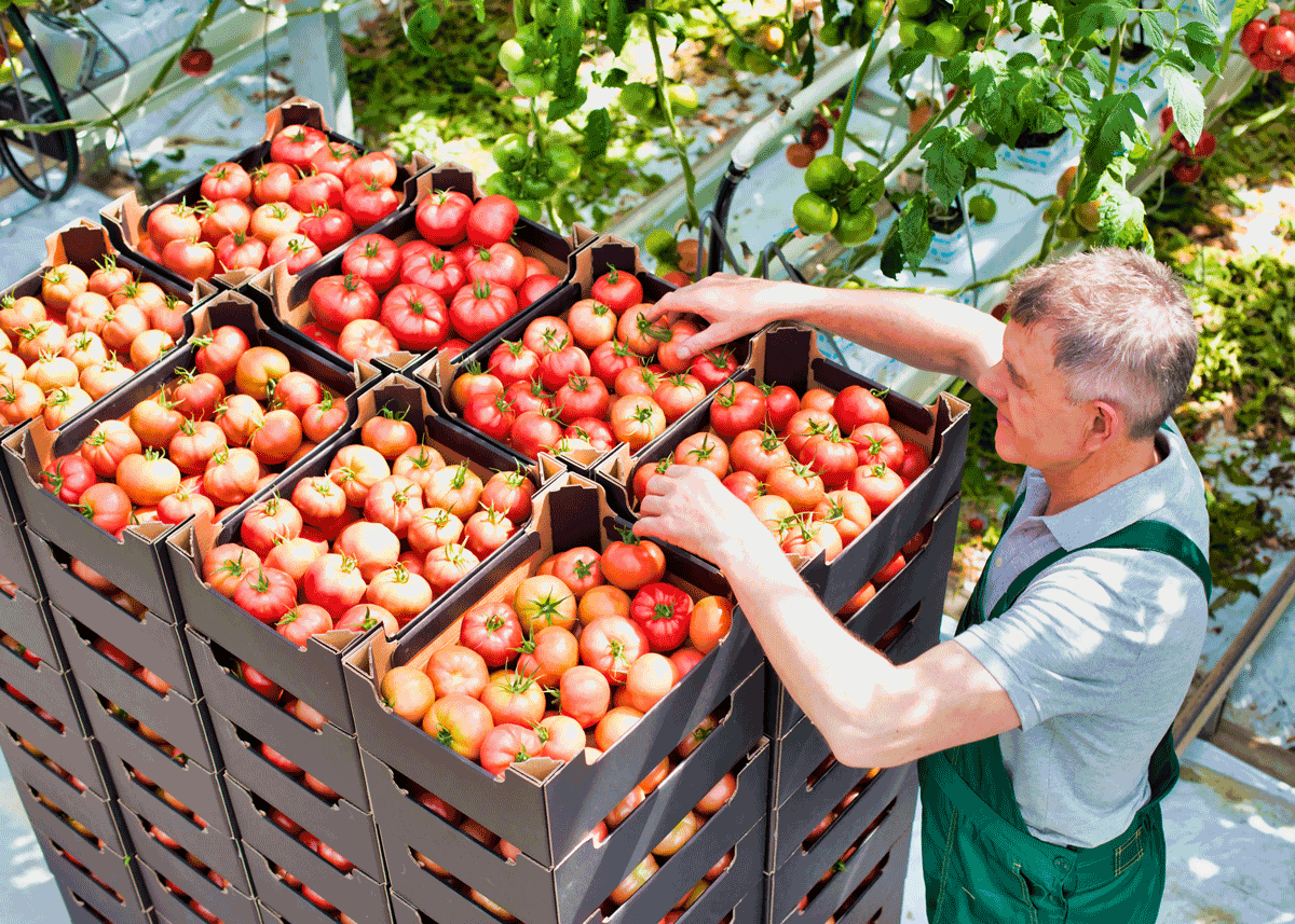 New House Bill Draft Paves the Way for Year-Round H-2A Access for Mushroom and Indoor Growers - Produce Market Guide