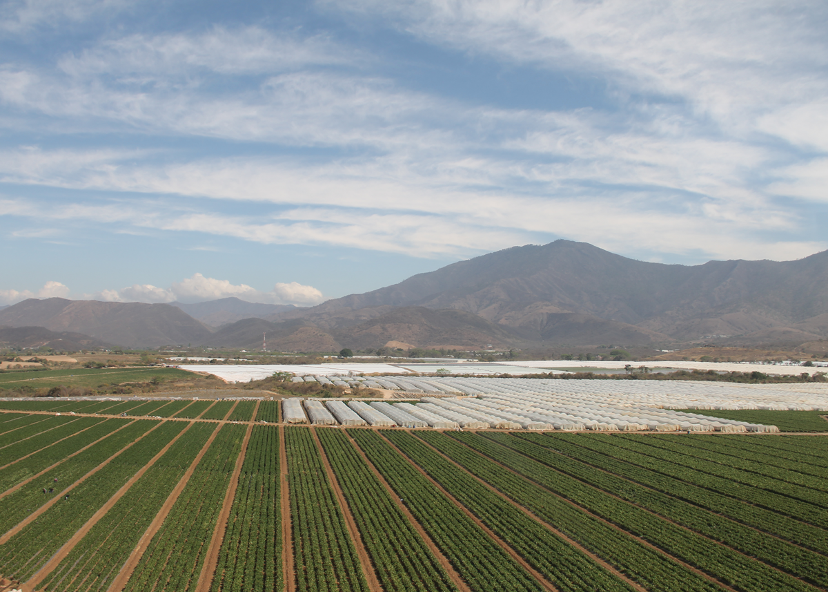 How Data-Driven Regenerative Farming Absorbs Climate Risks Before They Hit Produce Shelves - Produce Market Guide