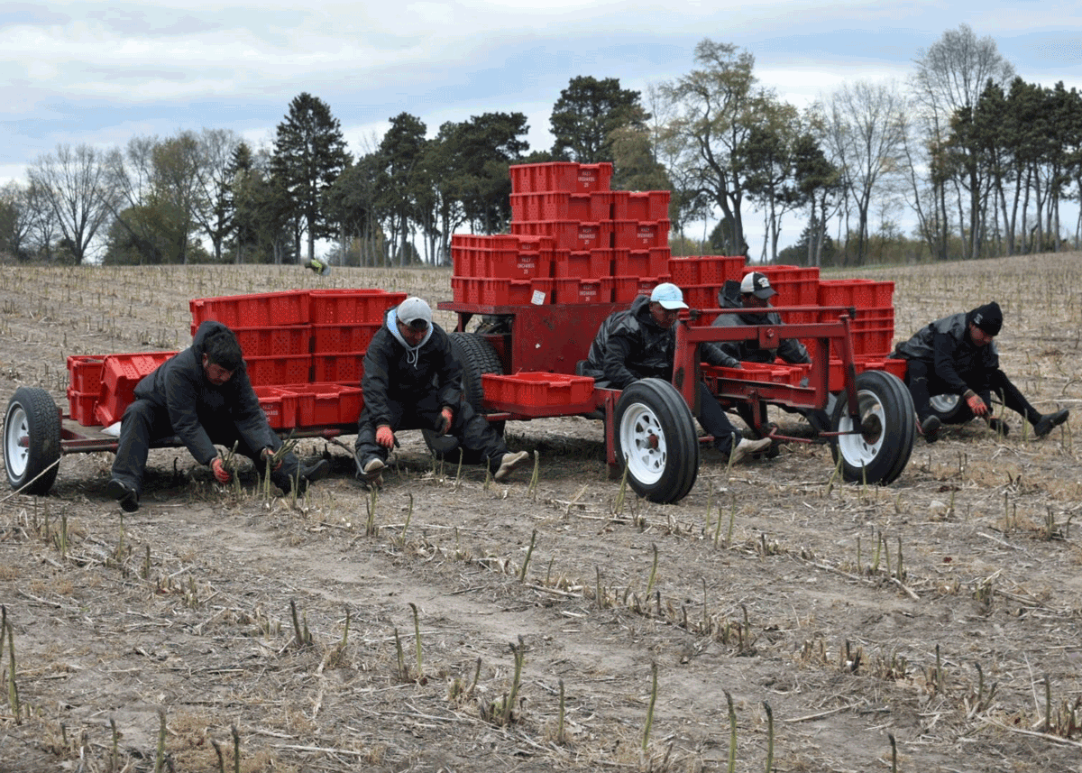 Michigan-asparagus-harvest.png