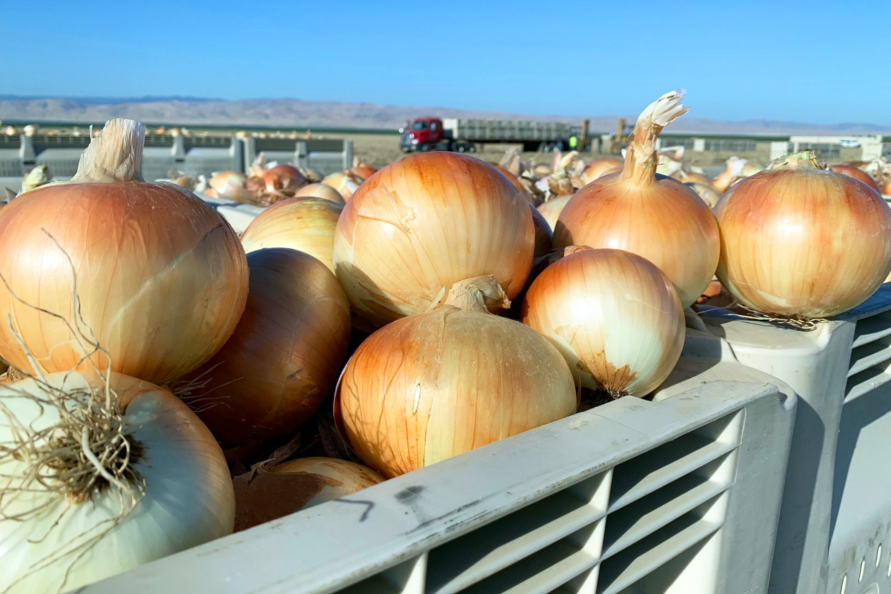 Onion Growers Outline Offerings and Expectations - Produce Market Guide
