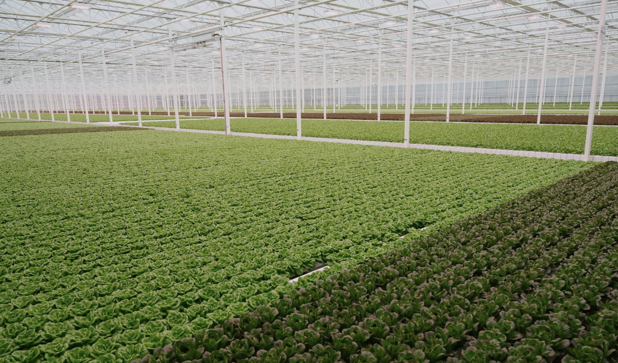 Taylor Farms Acquires Equinox Growers - Produce Market Guide