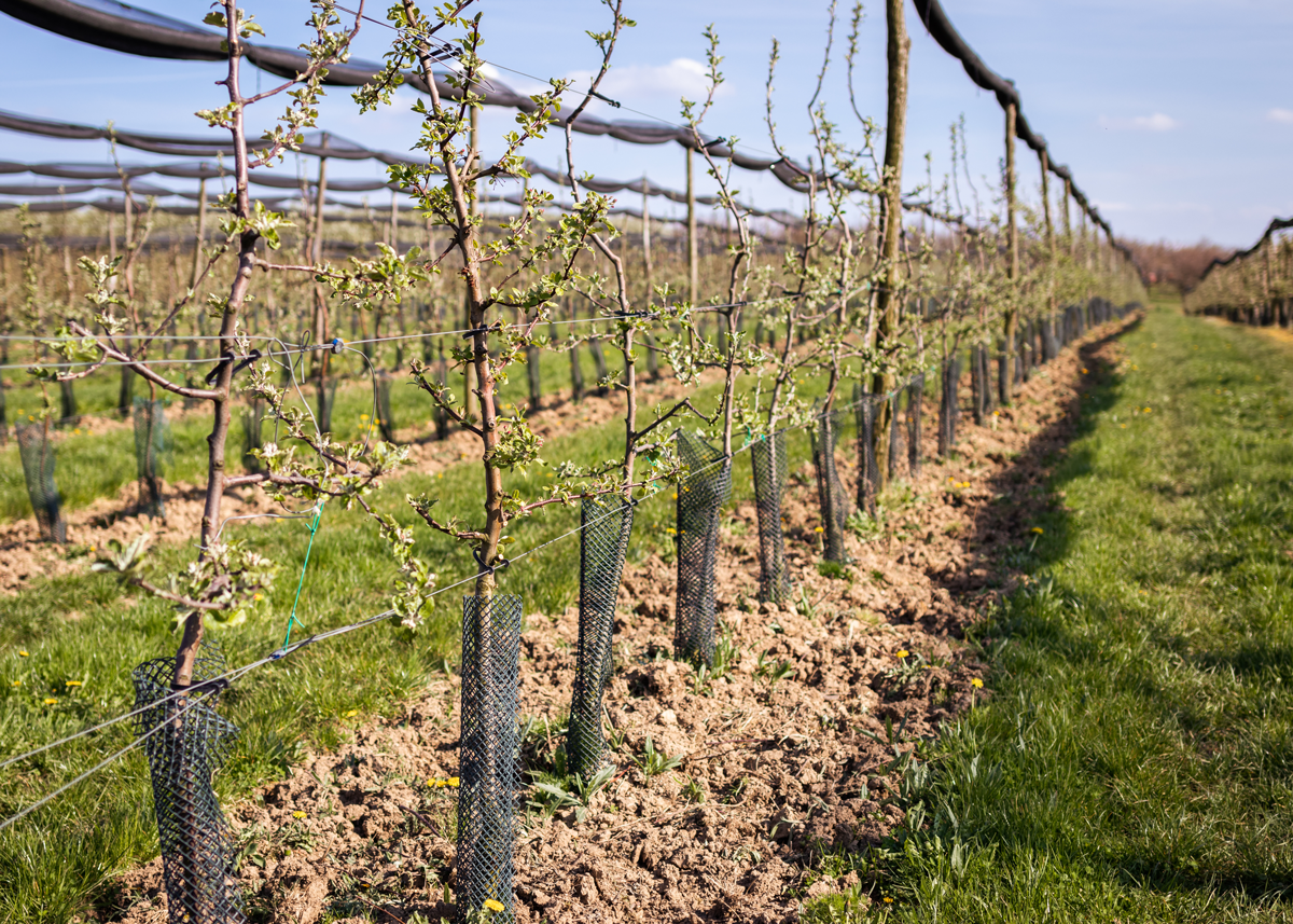 Why Many Specialty Crop Growers Practice Regenerative Ag Without Realizing It - Produce Market Guide