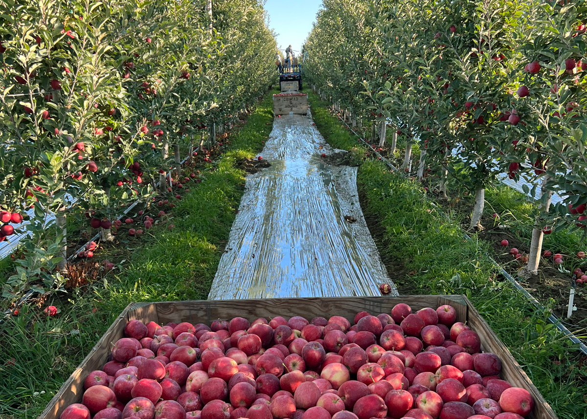 Big Washington Apple Crop Presents Retailers With Big Opportunities