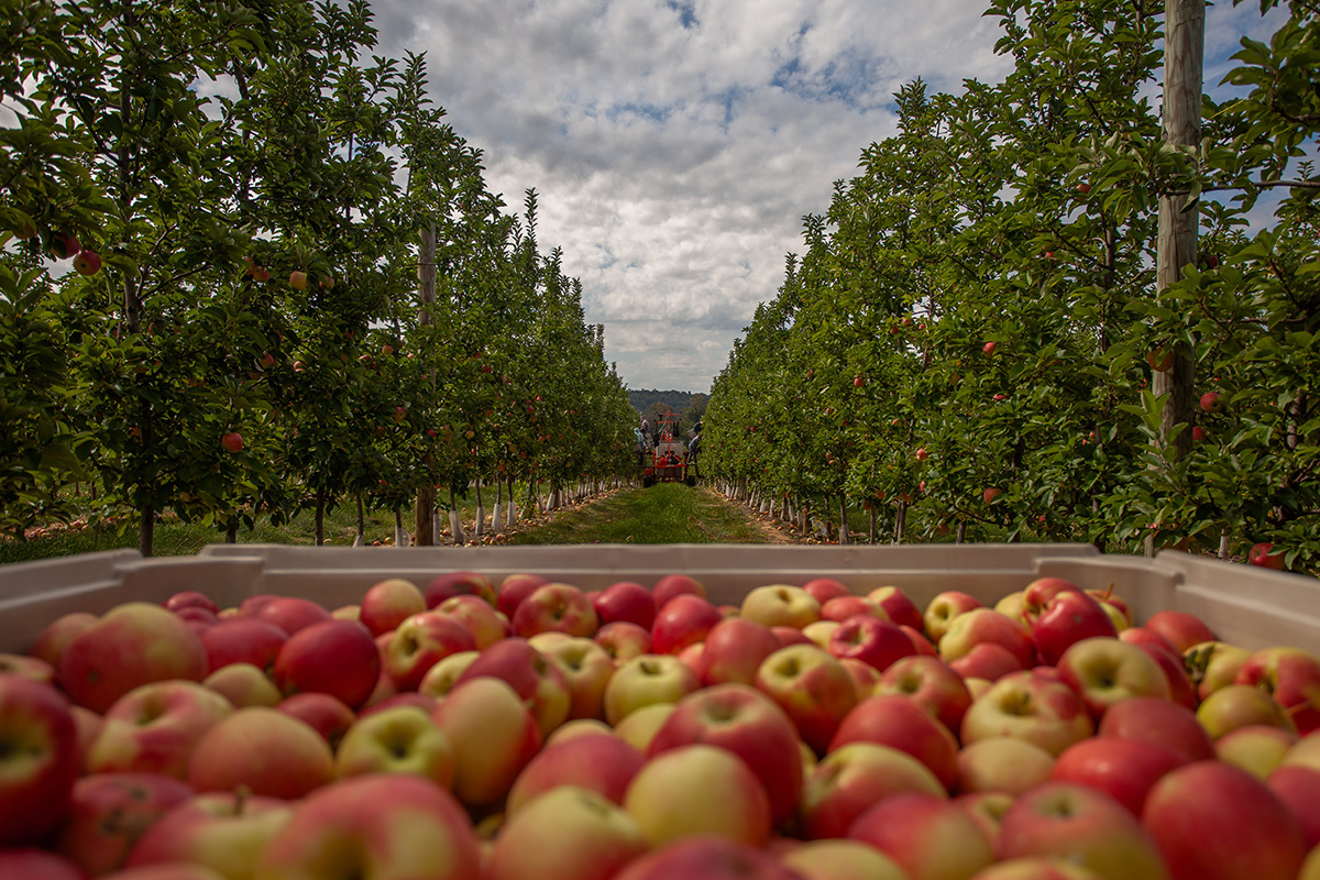 Rice Fruit Co., Ambrosia apple harvest