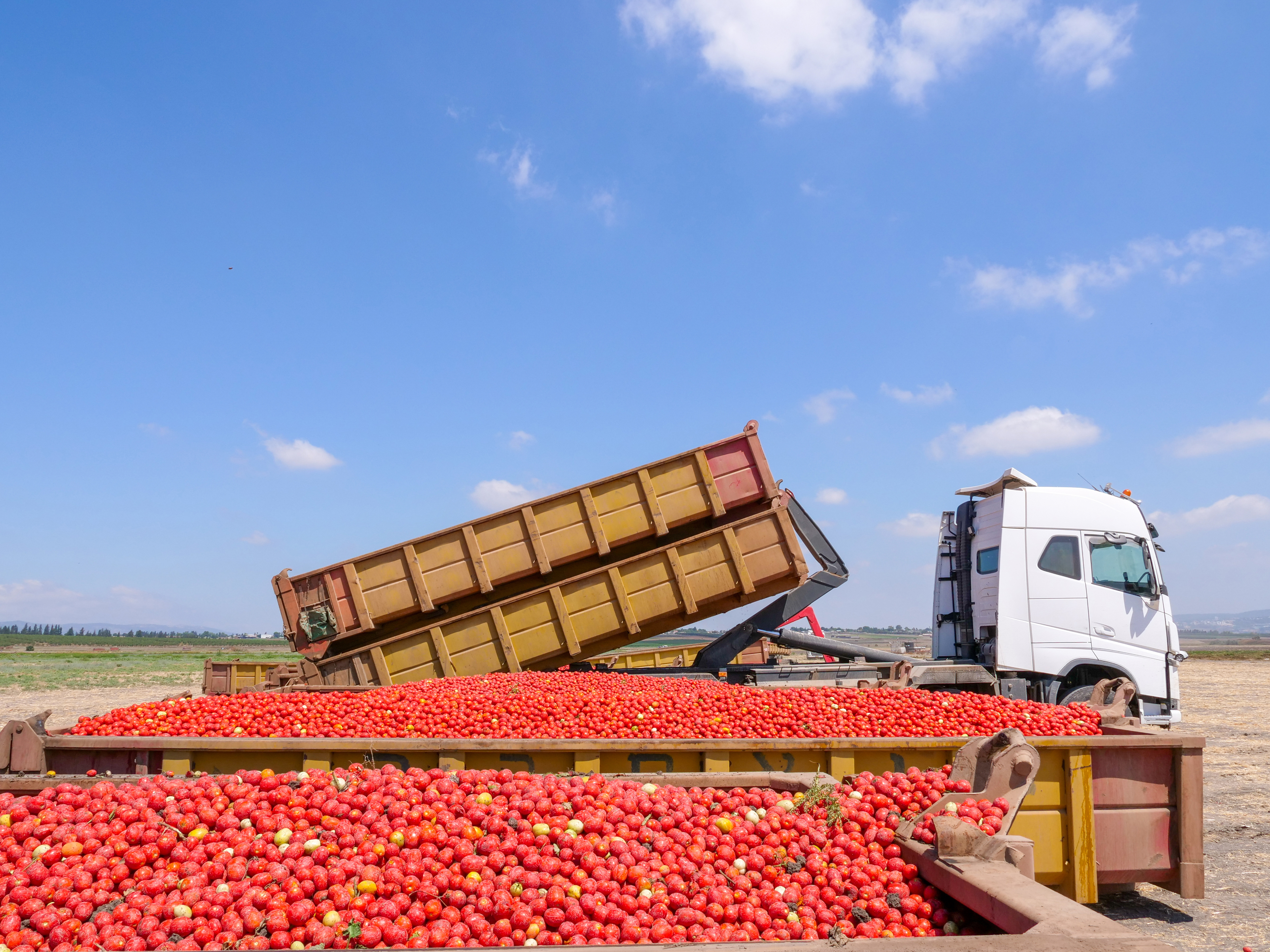 Truck lowering a trailer loaded to the top with fresh-picked red tomatoes