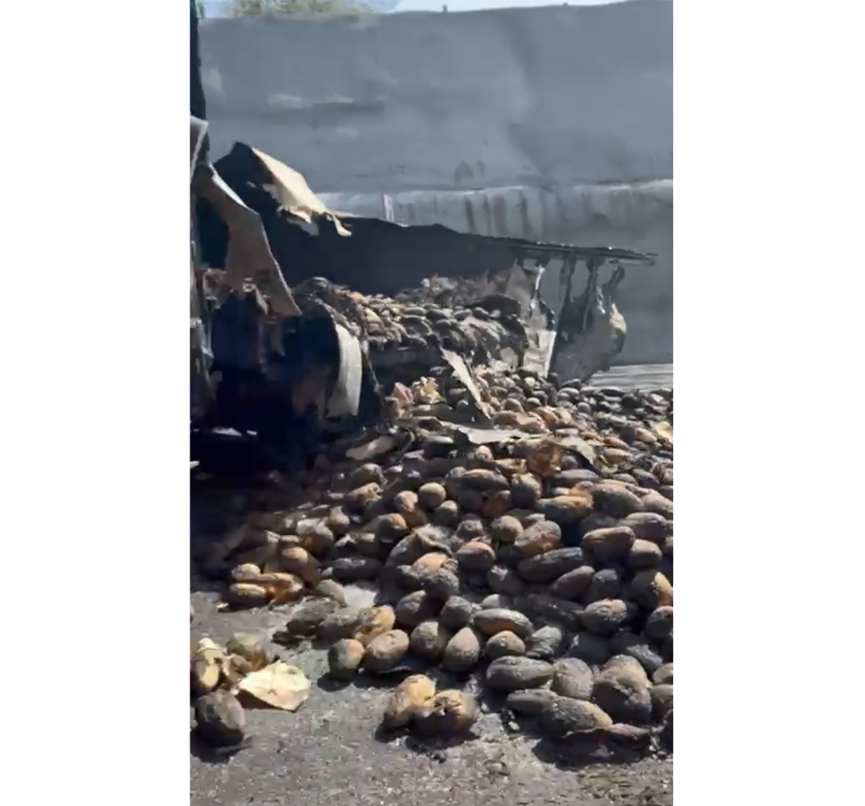 Mexican Tropical Fruit Exports Stalled by Cartel Violence - Produce Market Guide