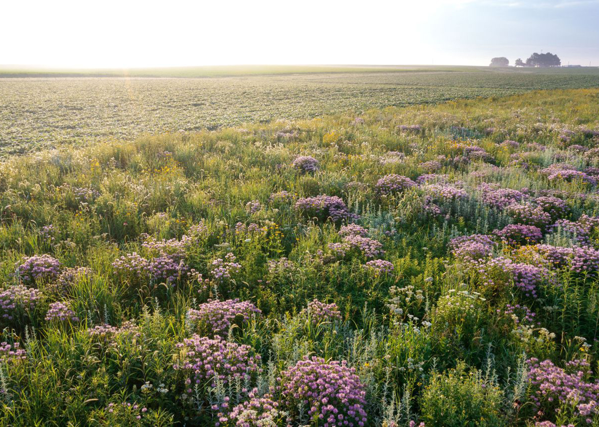 Omar de kok-Merca_1.jpg