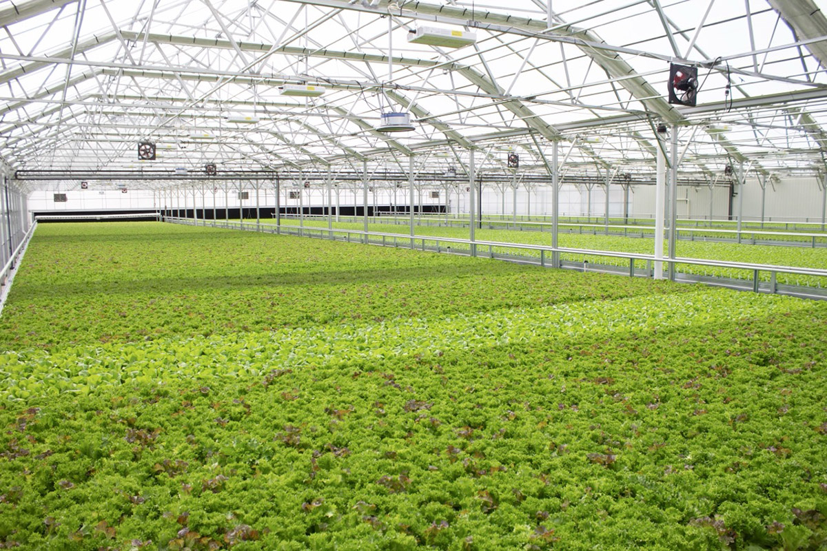 Navigating Cyclospora: How Greenhouse Growers Are Bringing Transparency to Salad Safety - Produce Market Guide