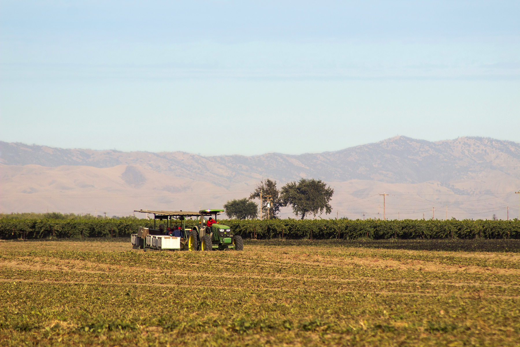 Sweetpotato Organizations Dig in With Promotional Efforts - Produce Market Guide