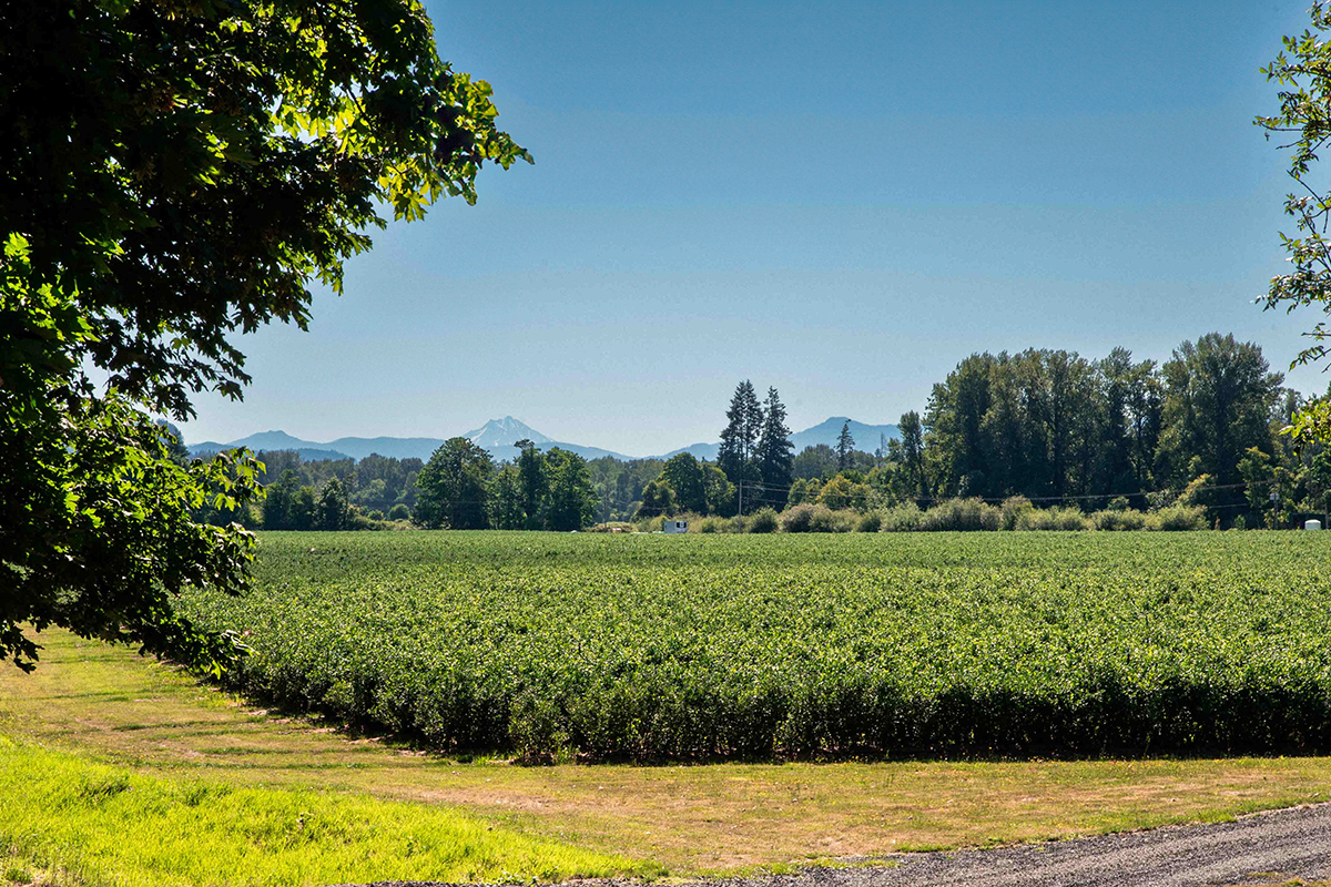 Berry Fresh Prepares for Strong Oregon Season With Expanded Proprietary Varieties - Produce Market Guide