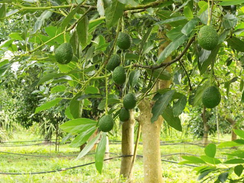 Greenfruit editAvocado-grove.jpg