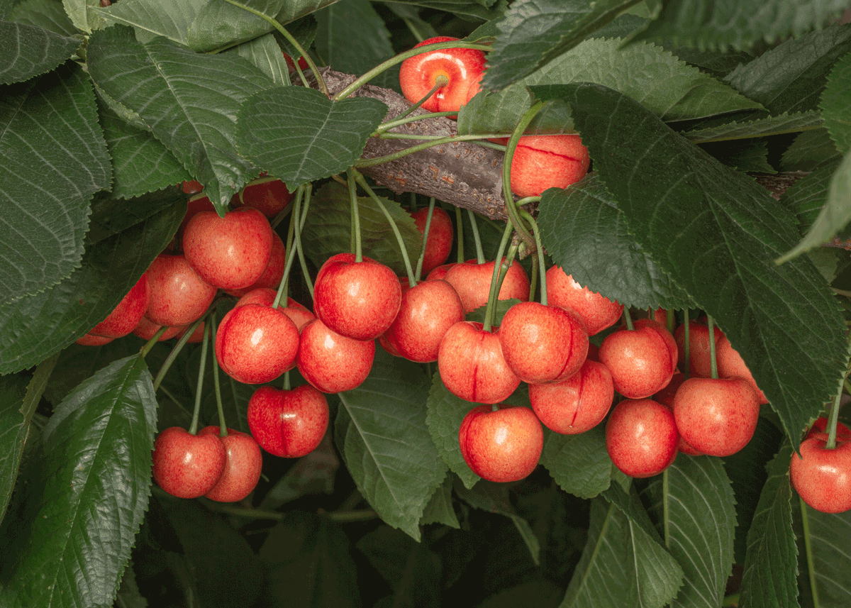 Rainiers_Credit-BC-Cherry-Association.png
