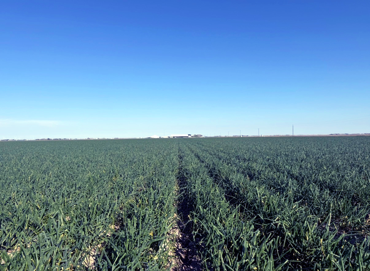 The Onion House, field of onions