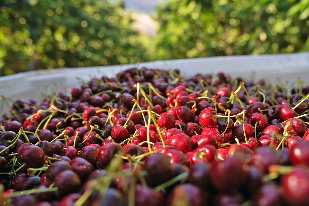 Northwest Cherry Growers Forecast High Quality and Early Volumes - Produce Market Guide