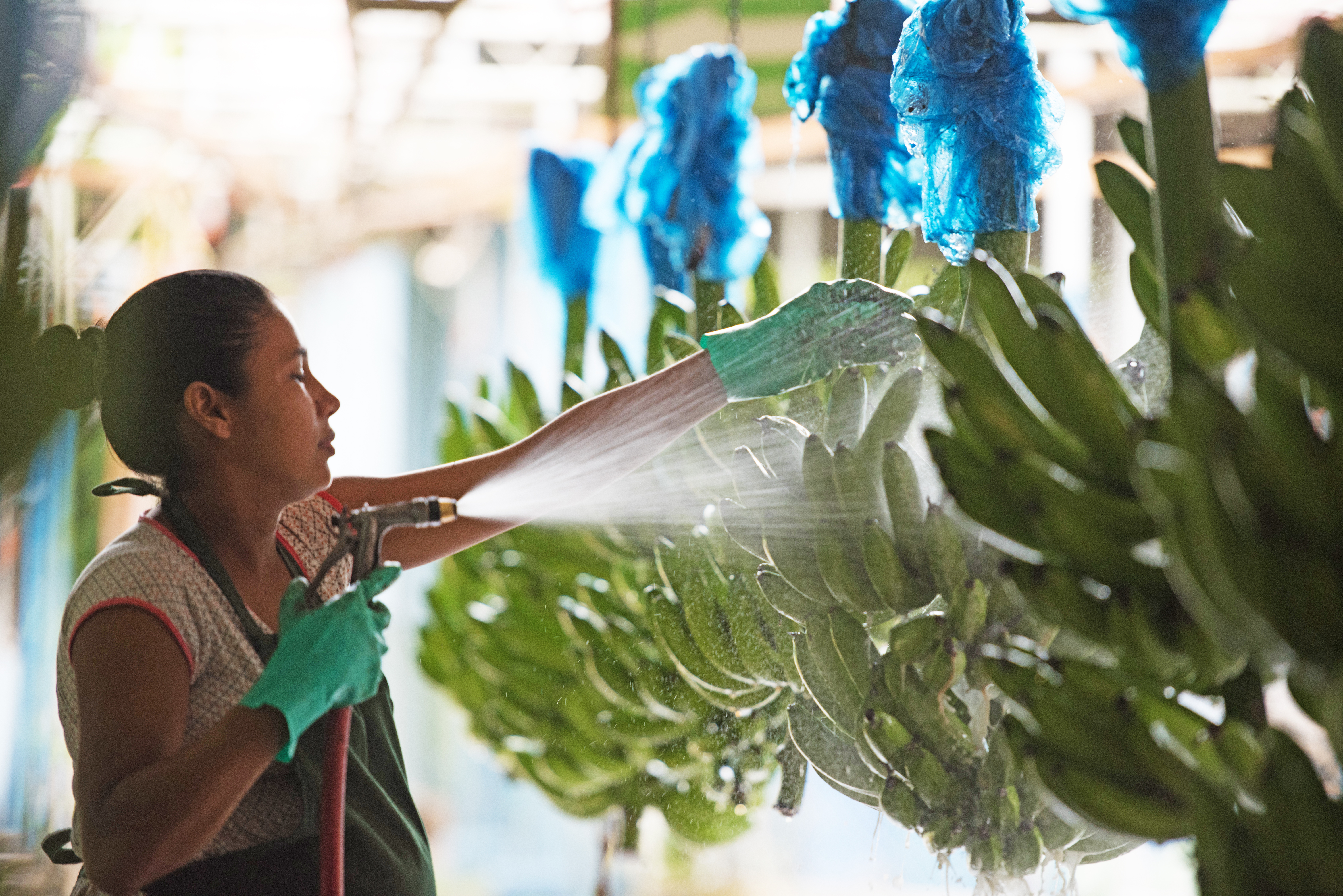 Banana Marketing Future Lies in New Varieties and Organics