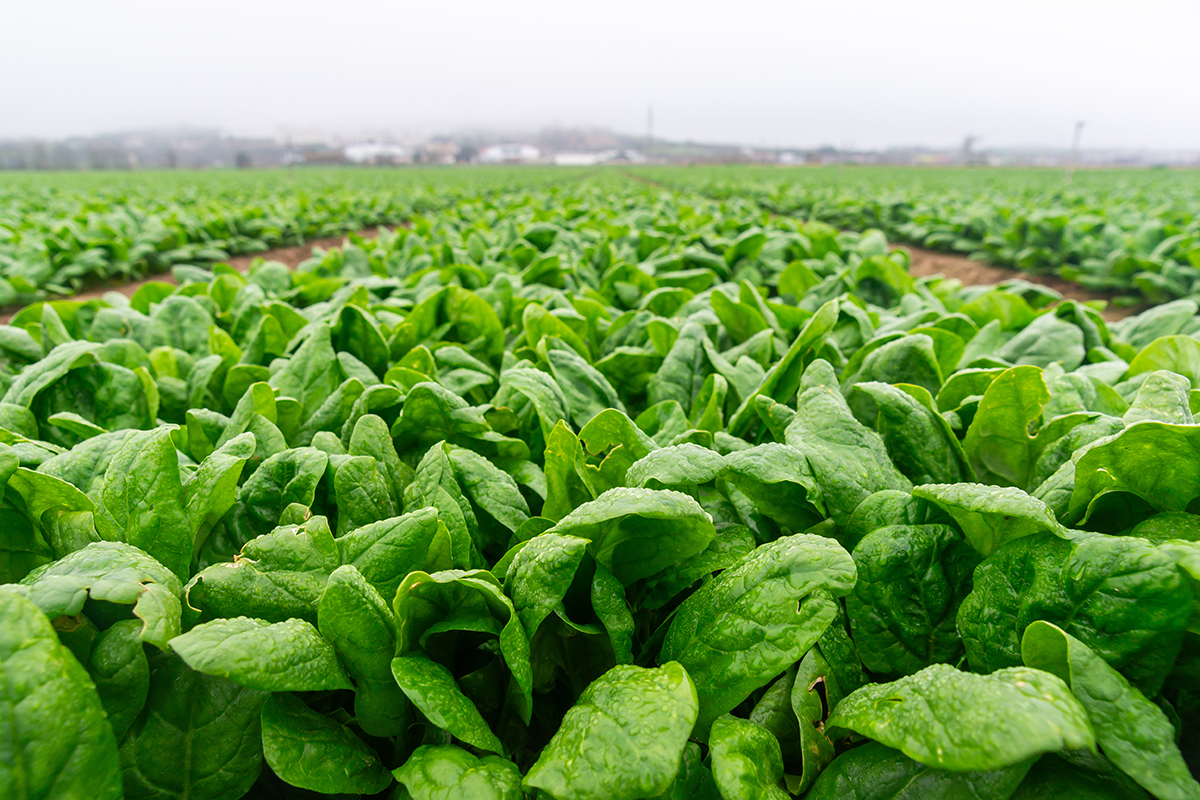 Why Specialty Crops Are Most Vulnerable to Structural Volatility (And What Retail Buyers Must Do Now) - Produce Market Guide