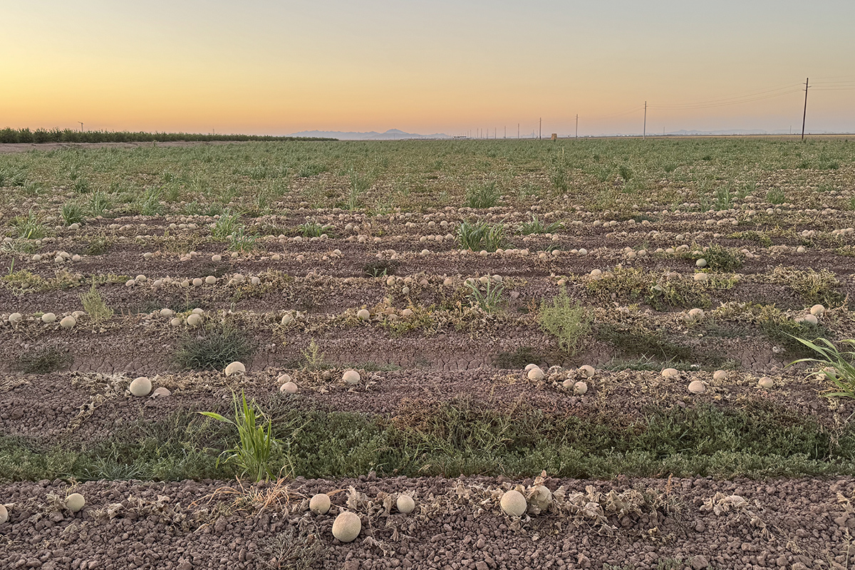 No Cantaloupes for the Fourth of July? Historic Desert Heat, Virus Decimates Crops - Produce Market Guide