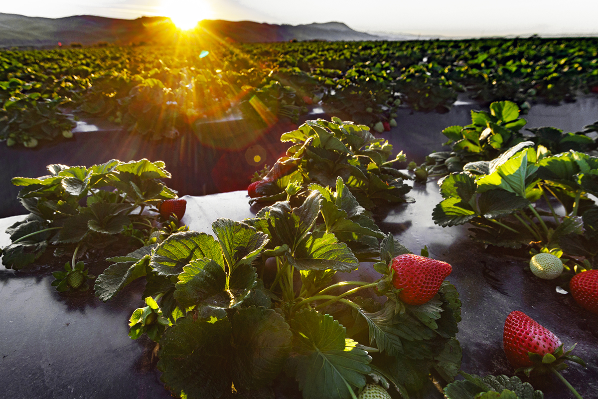 Golden State Crops Show Promise - Produce Market Guide