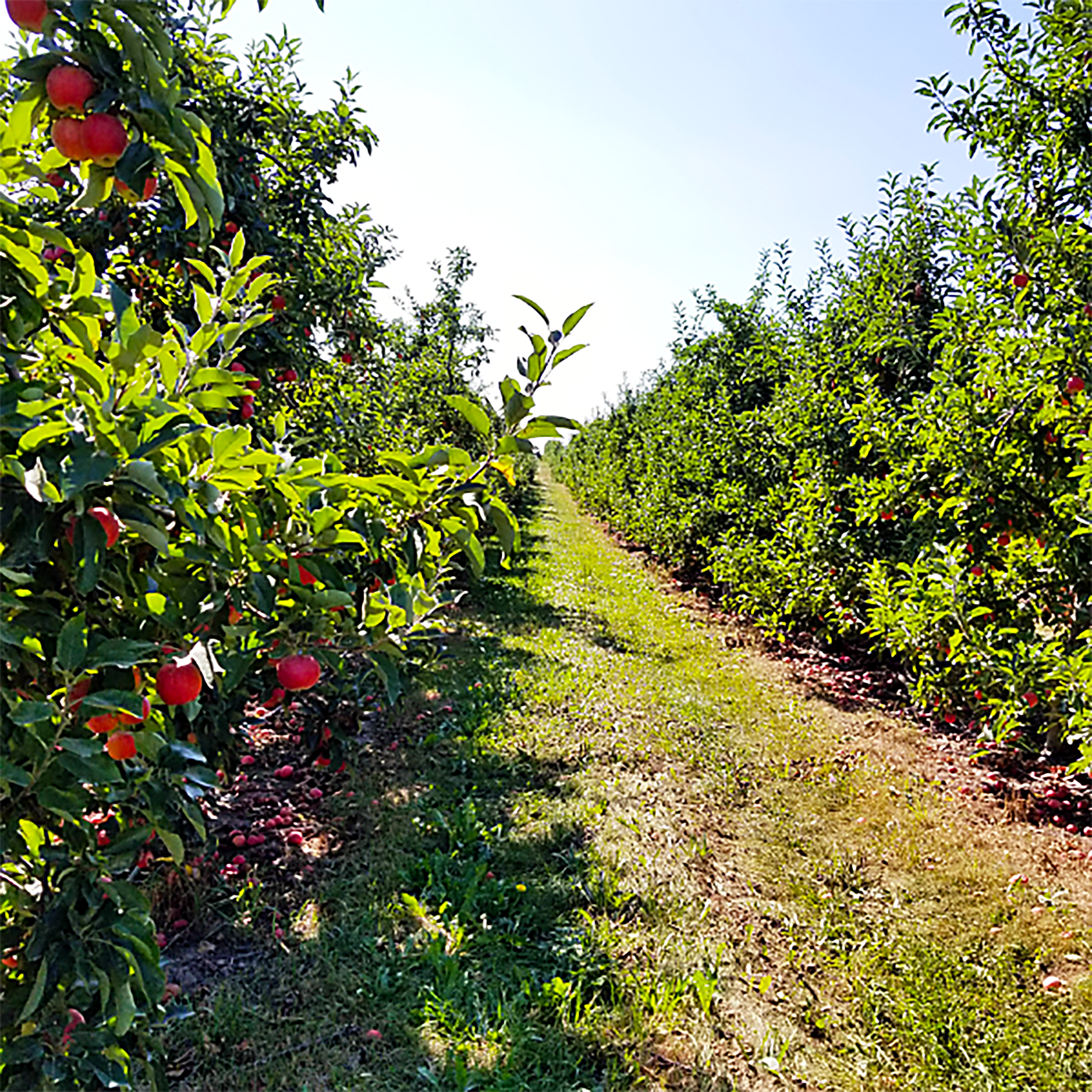 Michigan apple orchard, North Bay Produce