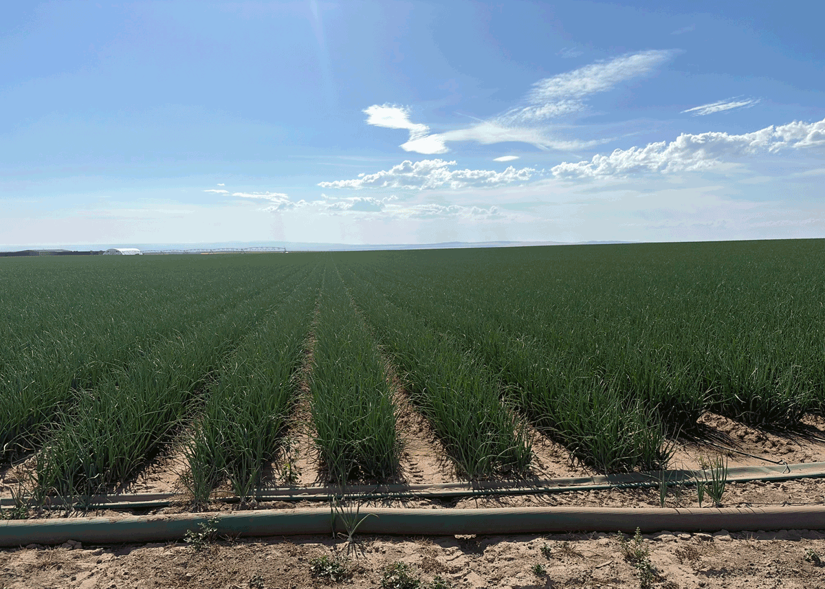Pacific Northwest Onion Outlook Shows High Quality, Tighter Supply, and Stable Markets - Produce Market Guide