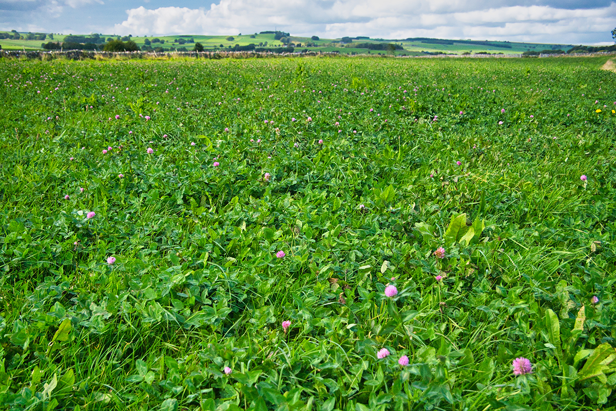 A field of red clover