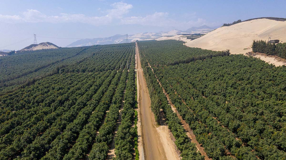 Experts Say Diversification Is Increasingly Important to Consistent Avocado Supply - Produce Market Guide