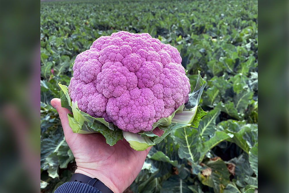Person's hand hold purple cauliflower in field