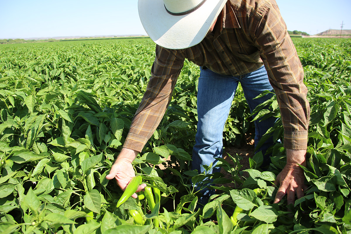 Melissa's Produce Brings More to Hatch Season - Produce Market Guide