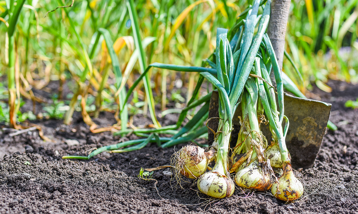 How Organic Helps Drive Garlic Sales - Produce Market Guide