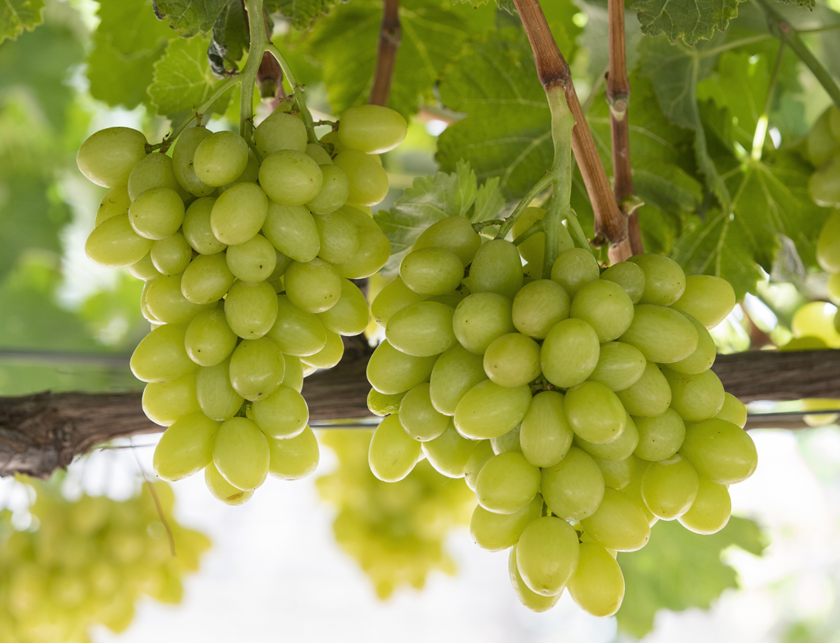 Divine Flavor Launches Early-Season Grape Innovation - Produce Market Guide