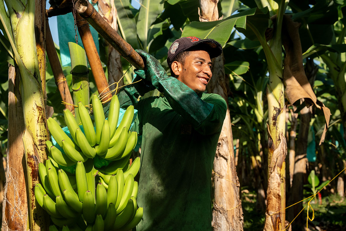 Fair Trade Fruits Continue to Make Gains Despite Challenges - Produce Market Guide