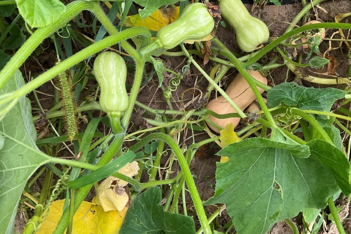 Sprouts Debuts Certified Regenerative Squash
