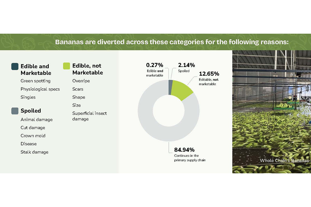 banana farm loss and reasons.jpg