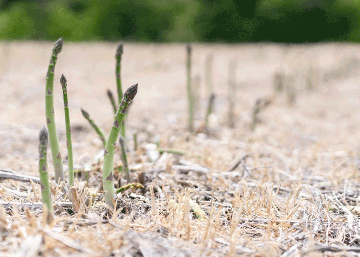 Why Shifting Global Markets Are Boosting Demand for Michigan Asparagus - Produce Market Guide