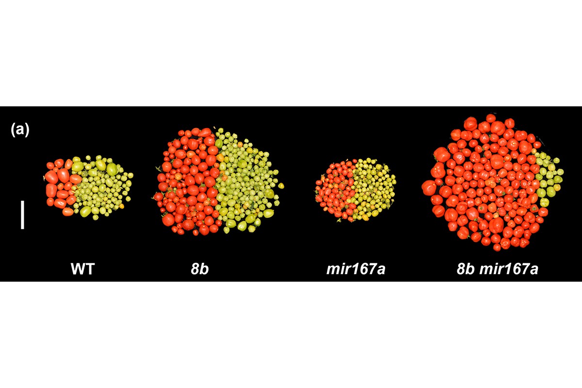 A picture of the fruits from the cold experiment.