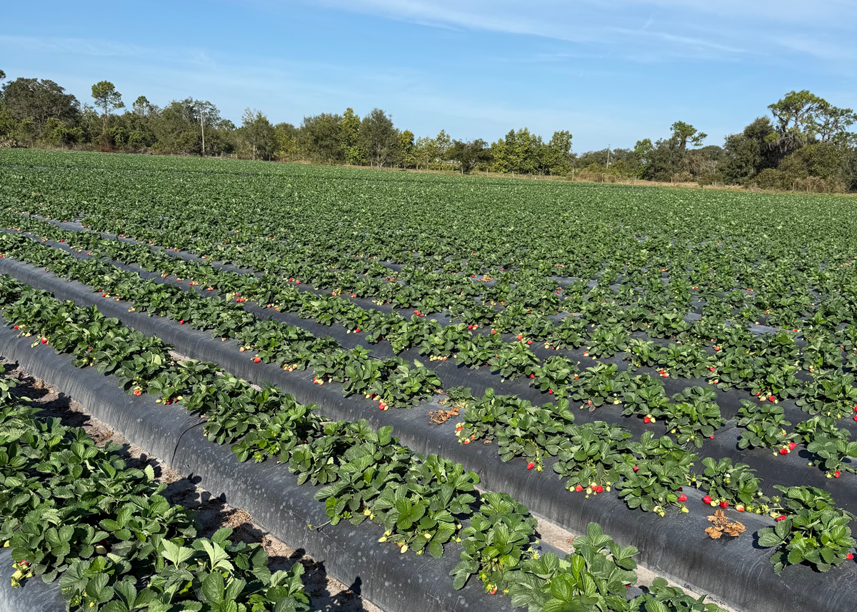 Oppy Launches Dole-Branded Florida Strawberry Program - Produce Market Guide