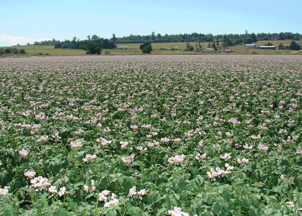 Norm_Nelson_Field_3.png