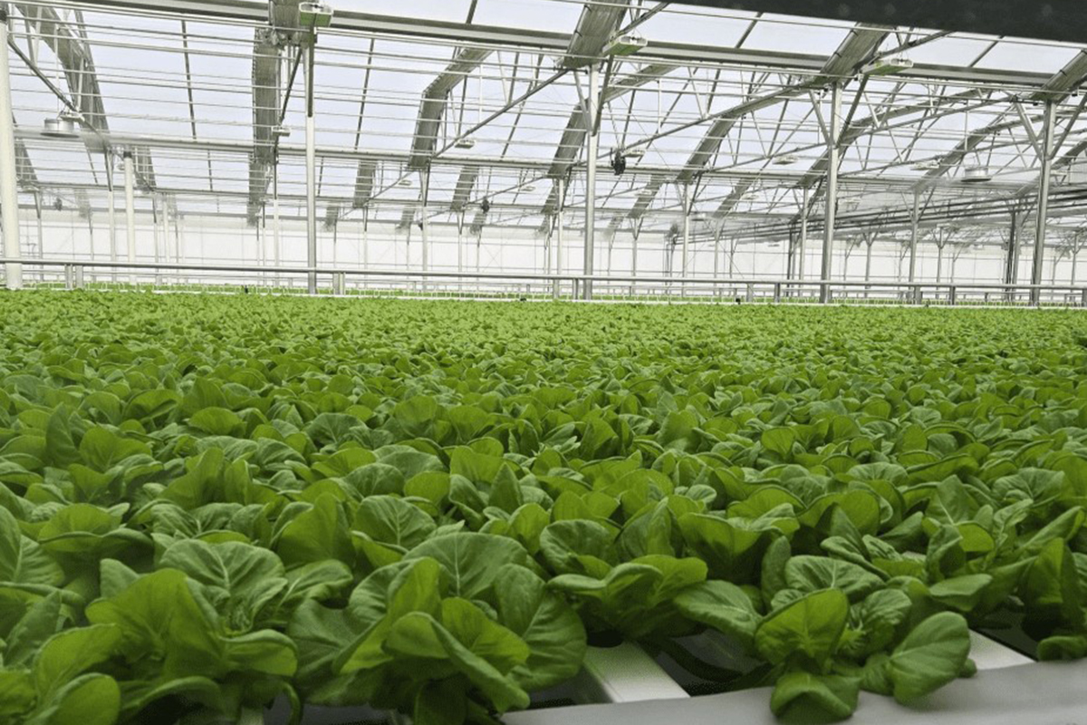 salad days new greenhouses