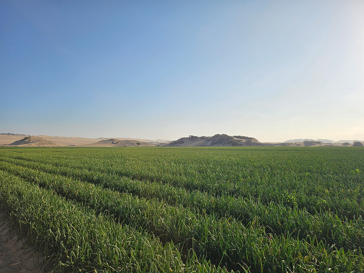 Peru Plays Key Role in Filling the Vidalia Void - Produce Market Guide