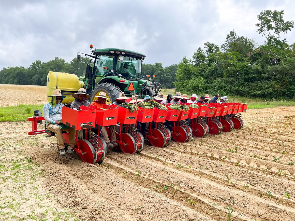 Nash Produce is eyeing a high-quality sweetpotato season.