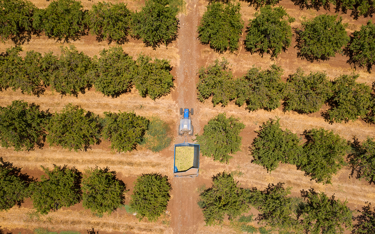 After Dip, Almond Prices Recover