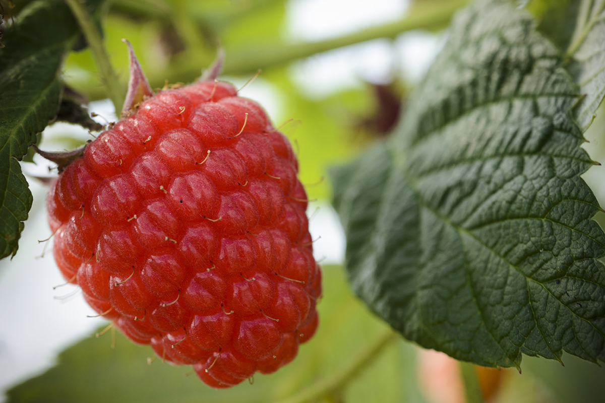 The Berry Boom: New Genetics and Strategic Sizing Drive 2026 Category Growth - Produce Market Guide