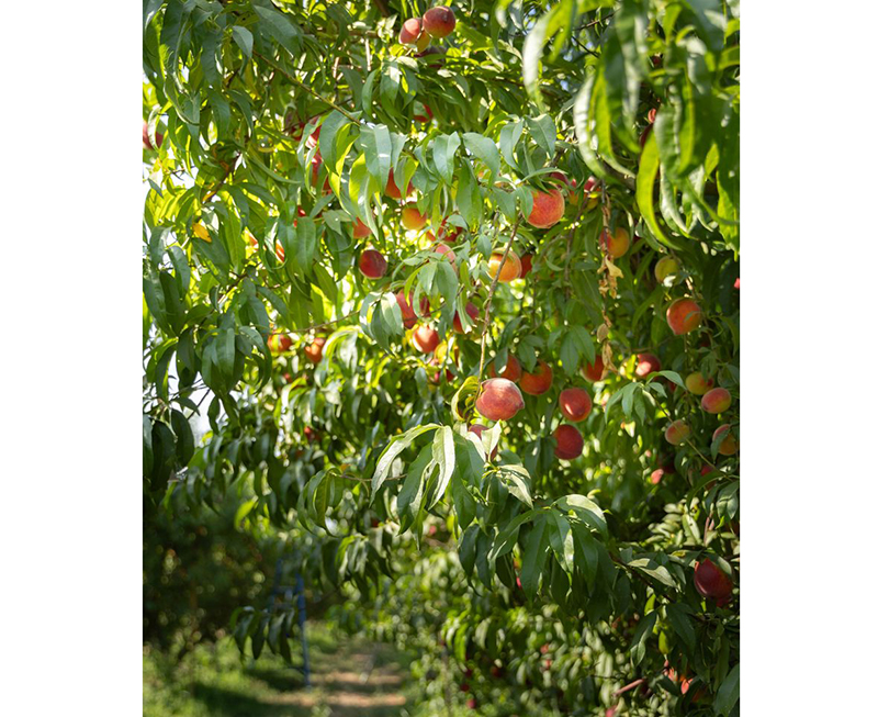 Homegrown_Peach_orchardEDIT.jpg