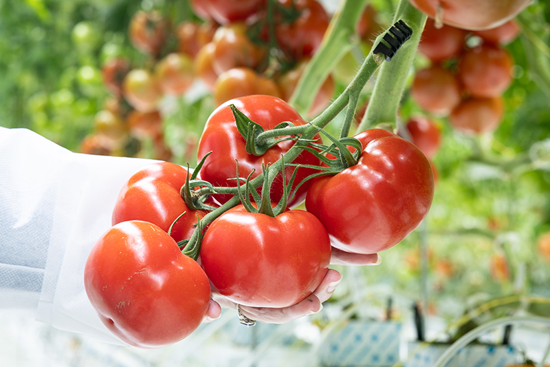 BayerTomatoes_Luminityedit (2).jpg